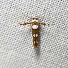 Stathmopoda triselena