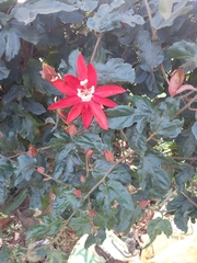 Passiflora miniata × vitifolia