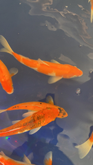 Cyprinus rubrofuscus