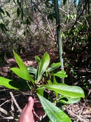 Droceloncia rigidifolia