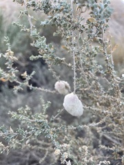 Asphondylia floccosa