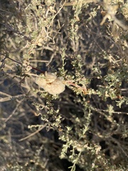 Asphondylia floccosa