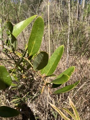 Smilax laurifolia