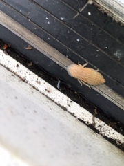 Ledromorpha