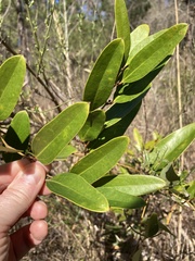Smilax laurifolia