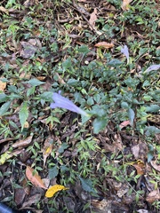 Strobilanthes rankanensis