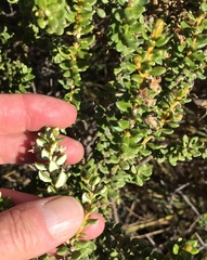 Olearia cymbifolia