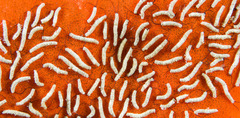 Polydorella