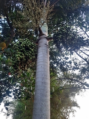 Borassus flabellifer