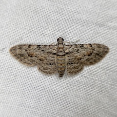 Sigilliclystis insigillata