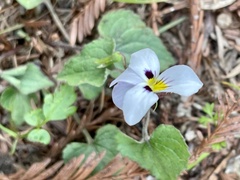 Viola ocellata