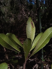 Droceloncia rigidifolia