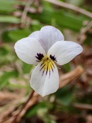 Viola ocellata