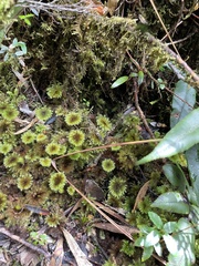 Hypnodendron