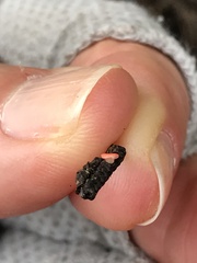 Pseudopithyella minuscula