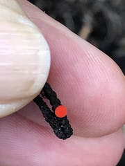 Pseudopithyella minuscula