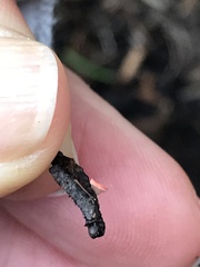 Pseudopithyella minuscula