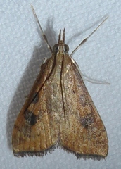 Udea ferrugalis