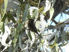 Melithreptus brevirostris