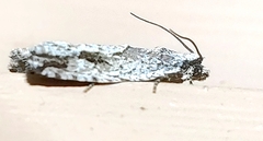 Gretchena bolliana