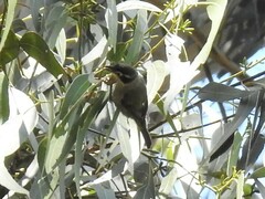 Melithreptus brevirostris