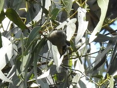 Melithreptus brevirostris