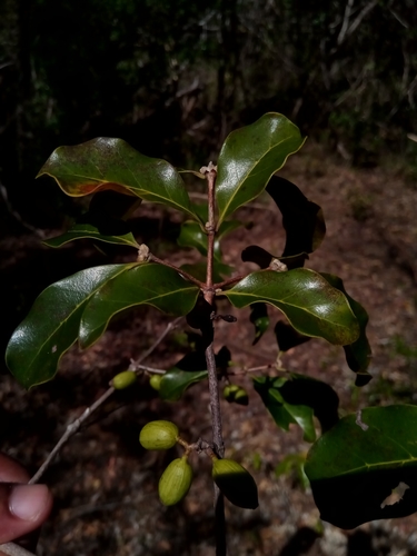 Coffea tsirananae image