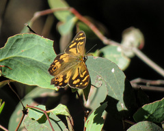 Heteronympha solandri