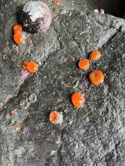 Balanophyllia elegans