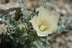 Mentzelia involucrata