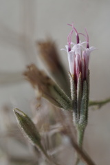 Palafoxia arida