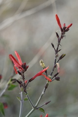 Justicia californica