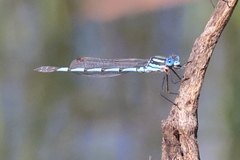 Austrolestes colensonis