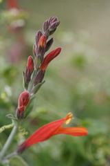 Justicia californica