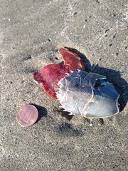 Blepharipoda occidentalis