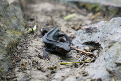 Paramesotriton hongkongensis