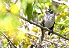 Pheucticus ludovicianus