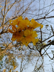 Handroanthus chrysanthus