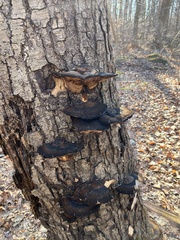 Ischnoderma benzoinum