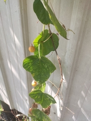 Passiflora vesicaria
