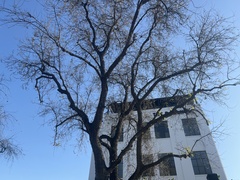 Quercus lobata