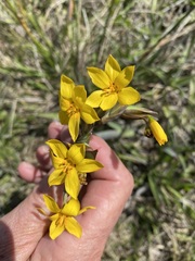 Sisyrinchium palmifolium