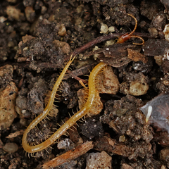 Dicellophilus limatus