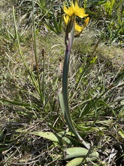 Sisyrinchium palmifolium