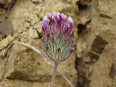 Trifolium dichotomum
