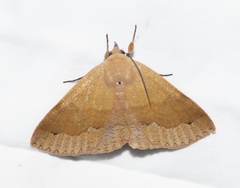 Ophyx ochroptera