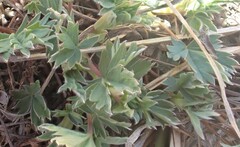 Potentilla glaucophylla