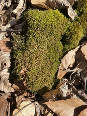 Pseudanomodon attenuatus