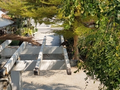 Acridotheres tristis