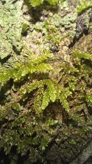 Weymouthia cochlearifolia